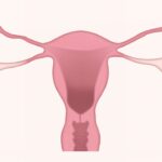 子宮内膜が薄い　厚くなる方法は？